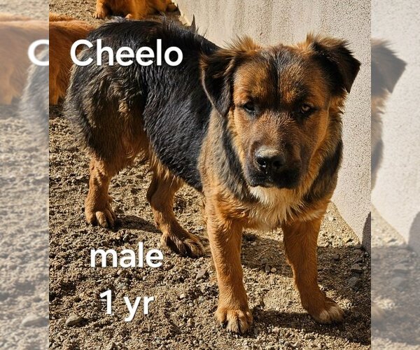 Medium Photo #2 Pembroke Welsh Corgi-Unknown Mix Puppy For Sale in Lake Forest, CA, USA