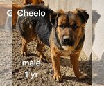 Small #1 Pembroke Welsh Corgi Mix