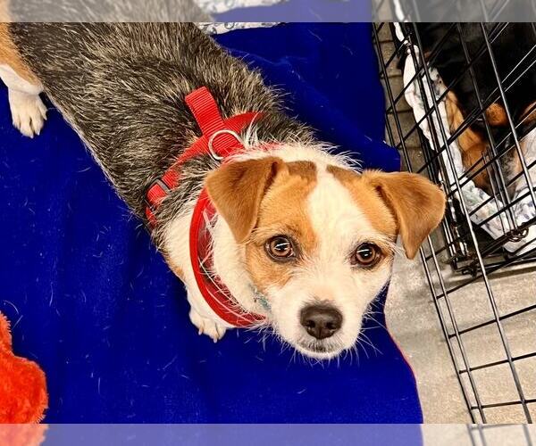 Medium Photo #1 Mutt Puppy For Sale in Lee's Summit, MO, USA
