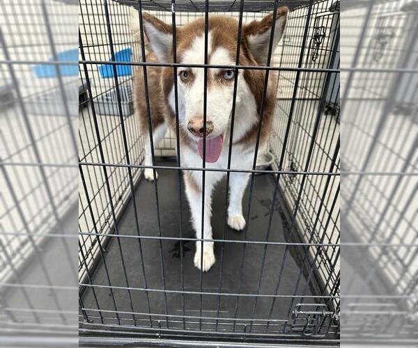 Medium Photo #1 Siberian Husky-Unknown Mix Puppy For Sale in Las Vegas, NV, USA