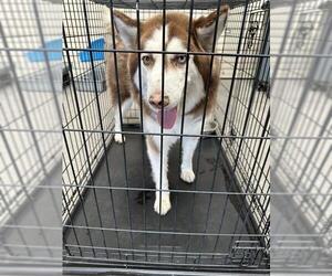 Siberian Husky-Unknown Mix Dogs for adoption in Las Vegas, NV, USA