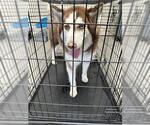 Small Siberian Husky Mix
