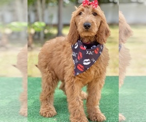 Goldendoodle Puppy for sale in FROSTPROOF, FL, USA