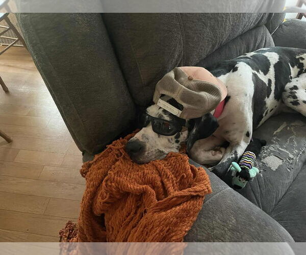 Medium Photo #2 Great Dane Puppy For Sale in Bullard, TX, USA