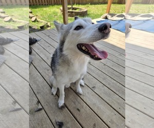 Memphis - Male Siberian Husky-Unknown Mix Dog for Adoption - Photo #2