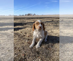 Puppy Puppy 7 Brittany