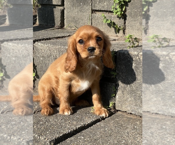 Medium Photo #1 Cavalier King Charles Spaniel Puppy For Sale in NILES, MI, USA