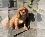 Image preview for Ad Listing. Nickname: Mazie