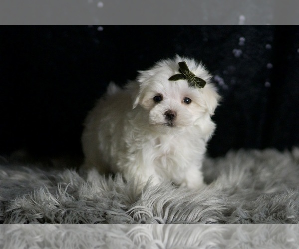 Medium Photo #4 Maltese Puppy For Sale in WARSAW, IN, USA