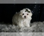 Small #3 Maltese