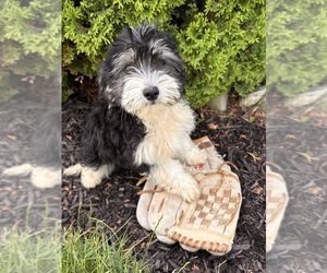 Poo-Ton Puppy for sale in MIDDLEBURY, IN, USA