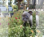 Small #3 Faux Frenchbo Bulldog