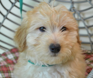 Goldendoodle (Miniature) Puppy for sale in PATERSON, NJ, USA