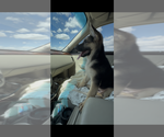 Small #6 German Shepherd Dog