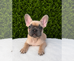 Small French Bulldog