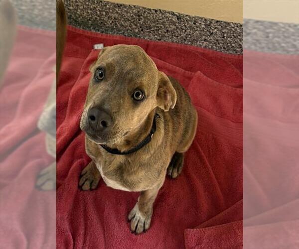 Medium Photo #4  Puppy For Sale in , 