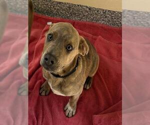 Labrador Retriever-Unknown Mix Dogs for adoption in Brewster, MA, USA