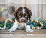 Small #2 Cocker Spaniel