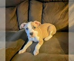 Puppy Pretty American Pit Bull Terrier