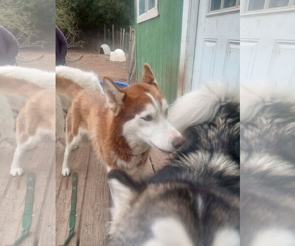 Medium Photo #3 Siberian Husky Puppy For Sale in Pacific grove , CA, USA