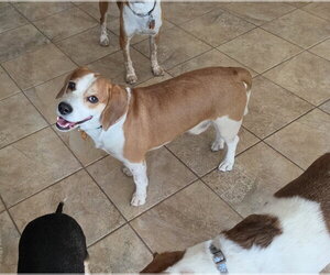 Beagle Dogs for adoption in Las Vegas, NV, USA