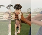 Puppy 1 Great Dane