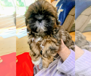 Shih Tzu Puppy for sale in STANWOOD, WA, USA