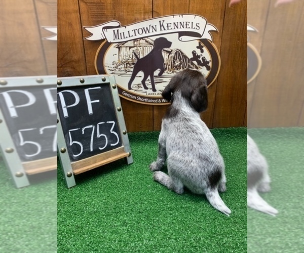 Medium Photo #3 German Wirehaired Pointer Puppy For Sale in JACKSONVILLE, FL, USA