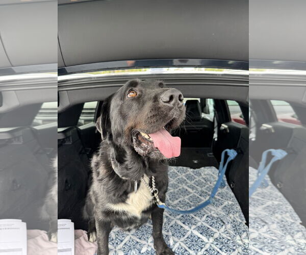 Medium Photo #7 Labrador Retriever-Unknown Mix Puppy For Sale in San Diego, CA, USA