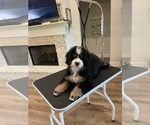 Small #2 Bernedoodle-Bernese Mountain Dog Mix