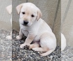 Small Photo #1 Labrador Retriever Puppy For Sale in OLYMPIA, WA, USA