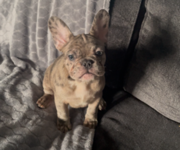 Medium Photo #15 French Bulldog Puppy For Sale in ANTIOCH, CA, USA