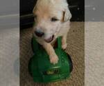 Small Photo #2 Pyredoodle Puppy For Sale in HURT, VA, USA