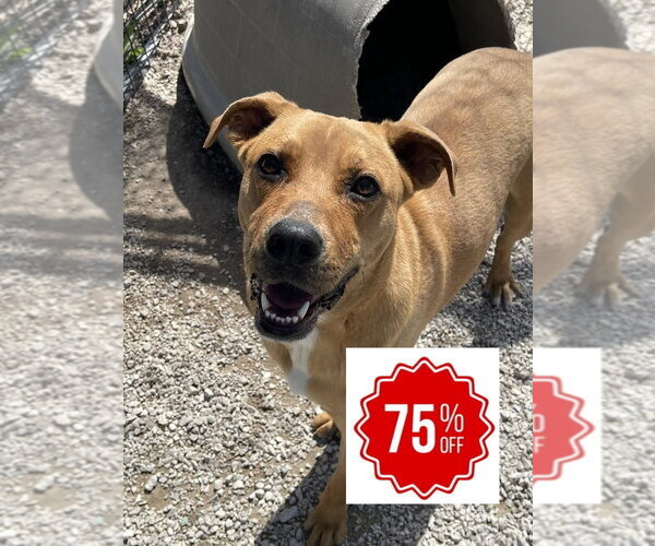 Medium Photo #14 Labrador Retriever-Unknown Mix Puppy For Sale in Bolivar, MO, USA