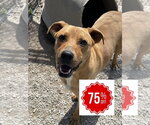 Small #13 Labrador Retriever Mix