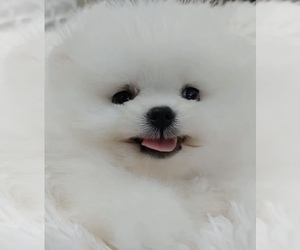 Pomeranian Puppy for sale in CHINO HILLS, CA, USA