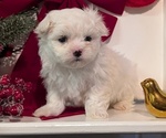 Small #2 Maltese