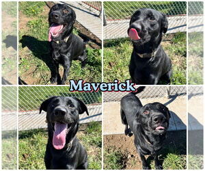 Mutt Dogs for adoption in Pierceton , IN, USA