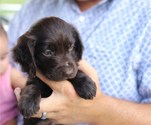 Boykin Spaniel Puppy for sale in LOVELADY, TX, USA