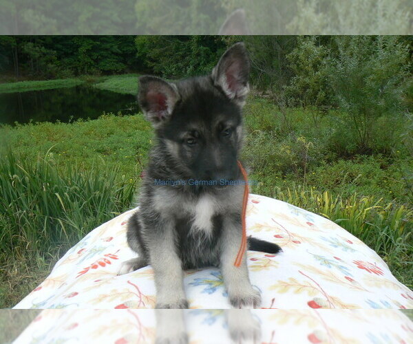 Medium Photo #2 German Shepherd Dog Puppy For Sale in PIEDMONT, MO, USA
