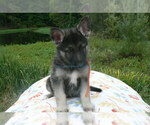 Small #1 German Shepherd Dog