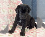 Small Photo #8 Labrador Retriever-Unknown Mix Puppy For Sale in San Diego, CA, USA