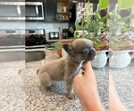 Small #24 French Bulldog