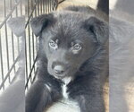 Small #3 Labrador Retriever Mix
