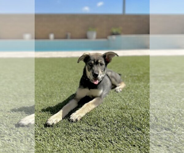 Medium Photo #6 Huskies -Unknown Mix Puppy For Sale in Dana Point, CA, USA