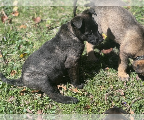 Medium Photo #5 German Malinois Puppy For Sale in WILMINGTON, DE, USA