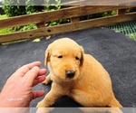Small #4 Golden Retriever