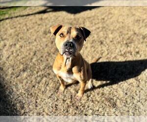 Mutt Dogs for adoption in Grovetown, GA, USA