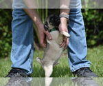 Small #3 Pug