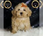 Small Photo #135 Maltipoo Puppy For Sale in WARSAW, IN, USA